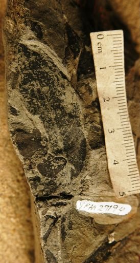 Cynometra rabellii