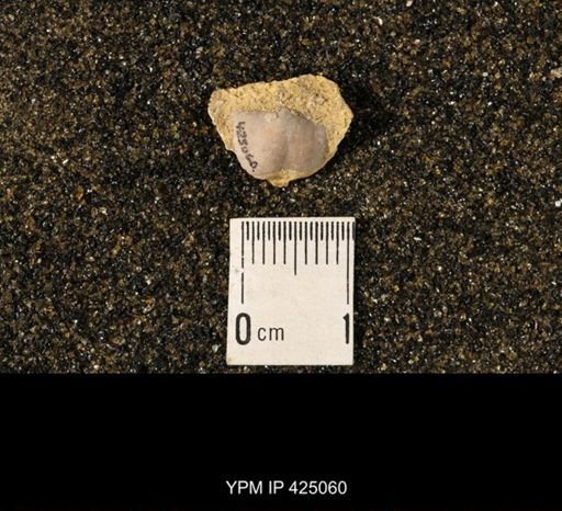 Chonetina flemingi var. plebeia