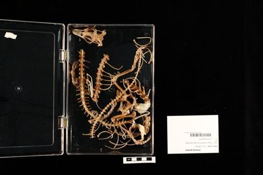 Varanus griseus