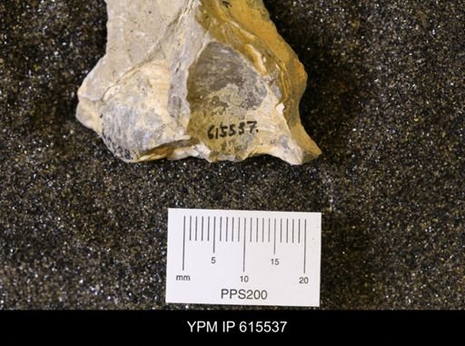 Inoceramus sp.