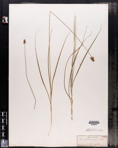 Carex muhlenbergii