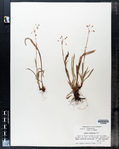 Luzula acuminata