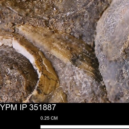 undet. Bivalvia