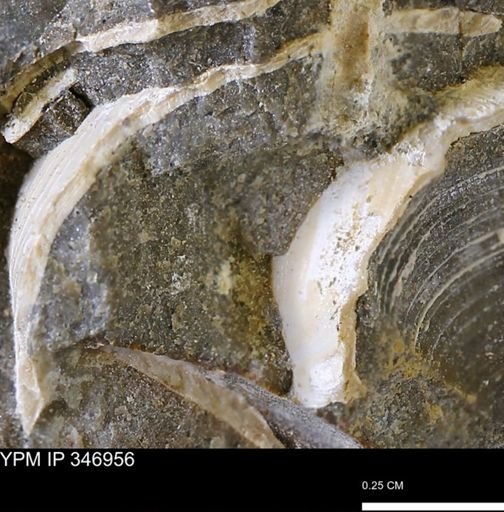 undet. Bivalvia