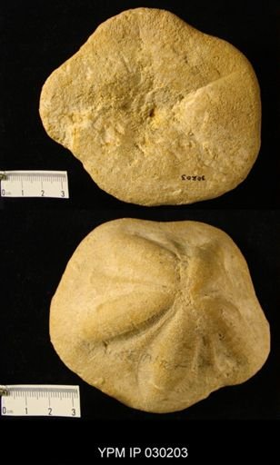 Clypeaster altus
