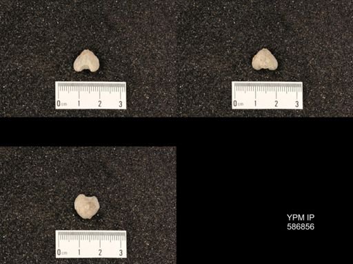 Rhynchotrema anticostiensis