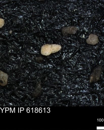 undet. Foraminiferida