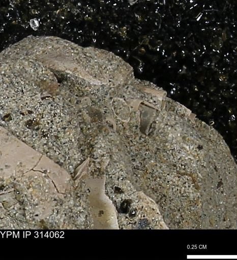 undet. Scaphopoda