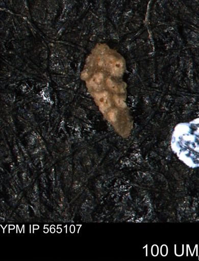 undet. Porifera