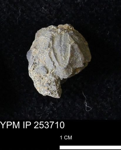 Pentremites sp.
