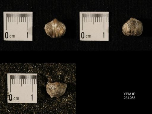 Wellerella osagensis