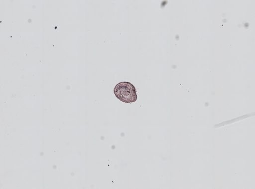 Plagiostomum whitmani