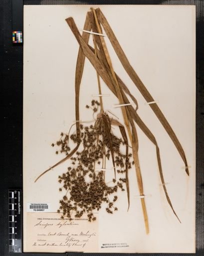Scirpus expansus