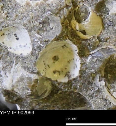 Corbulamella gregaria