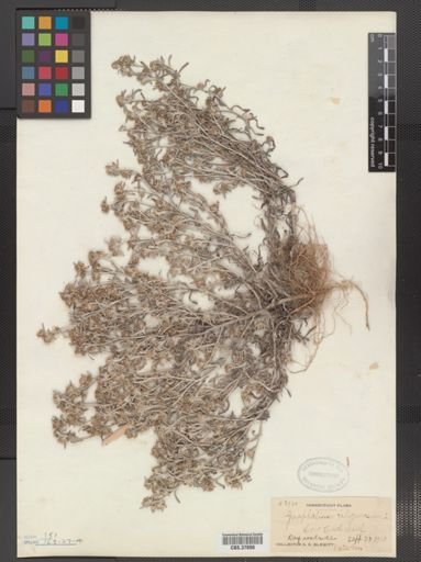 Gnaphalium uliginosum