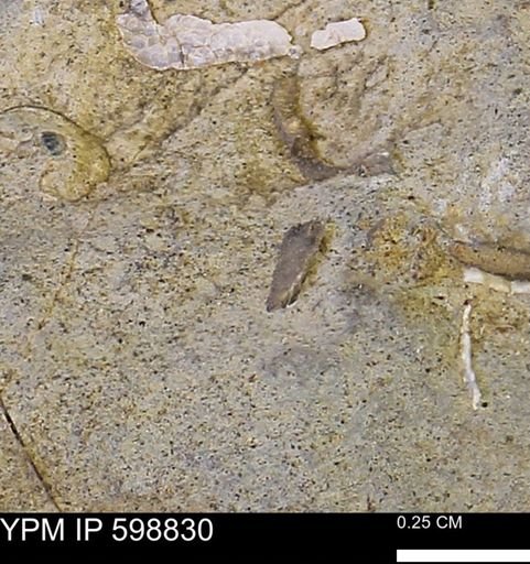 undet. Mollusca