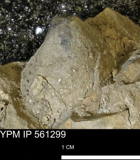 Inoceramus sp.