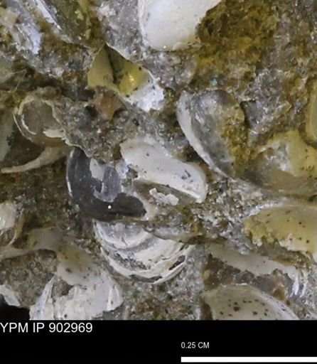 undet. Mollusca