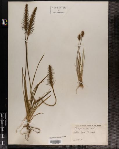 Plantae