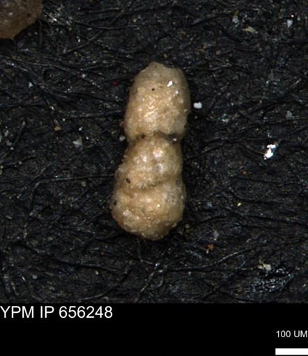 Ammobaculites euides