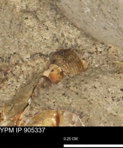 undet. Gastropoda