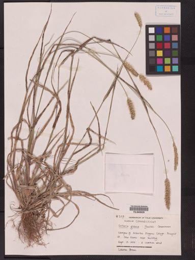 Setaria glauca