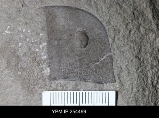 Eurypterus sp.