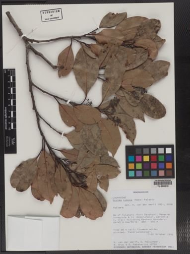 Plantae