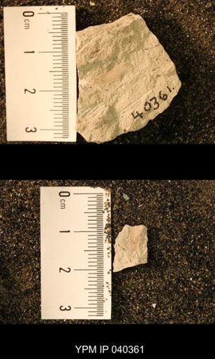 Probnis speciosa