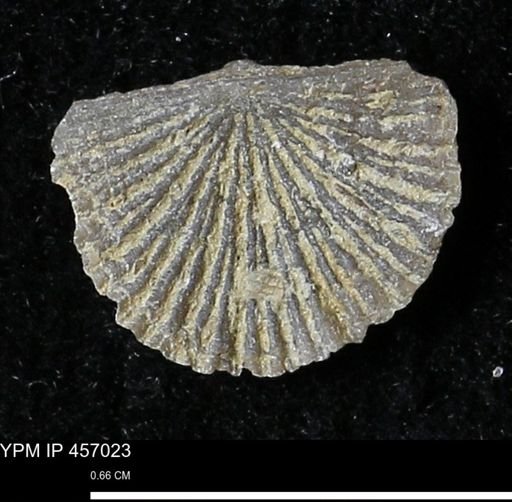 Stropheodonta sp.