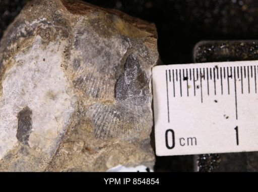 Oxytoma (Hypoxytoma) nebrascana