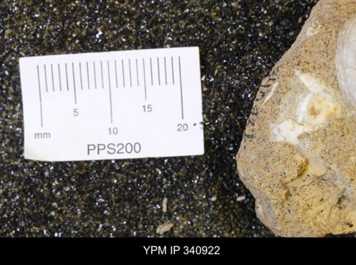 Corbicula sp.