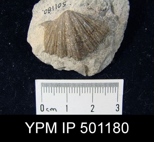 Neospirifer sp.