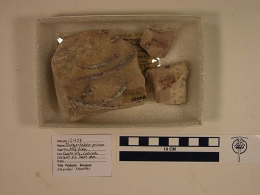 Dictyorhabdus priscus