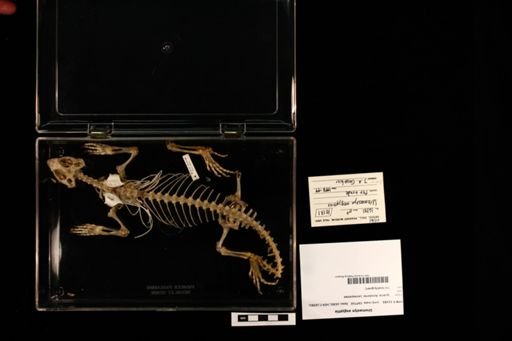 Uromastyx aegyptia