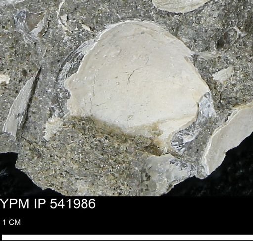 Protocardia?