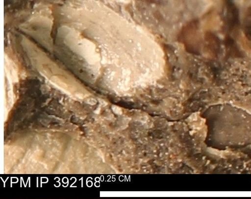 Protocardia sp.