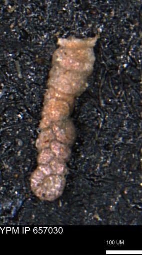 Ammobaculoides whitneyi