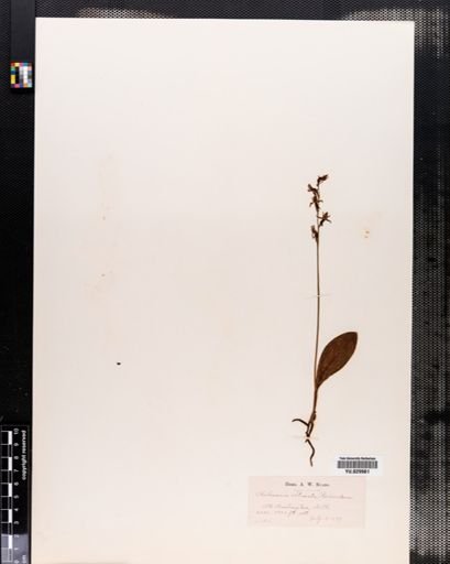 Habenaria