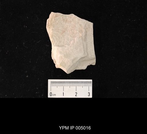 Megatypidae