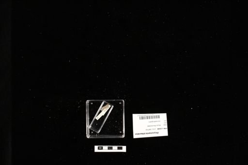 Phrynomantis bifasciatus