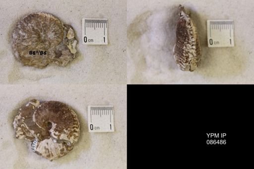 undet. Scaphitidae