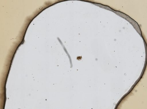 Lophocharis oxysternon