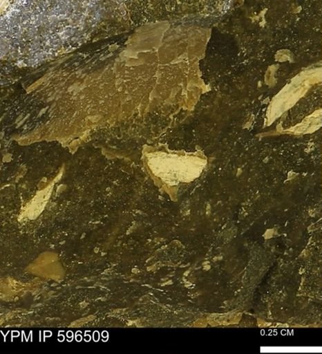 undet. Mollusca