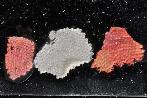 Microporella