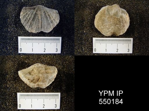 Spirifer cameratus