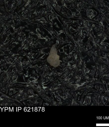 undet. Heterohelicidae