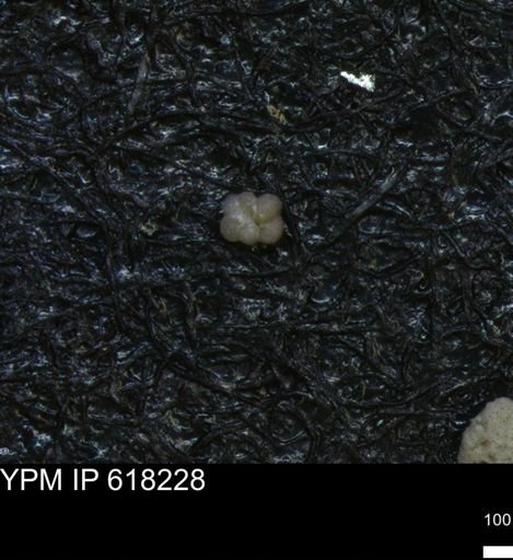 undet. Foraminiferida