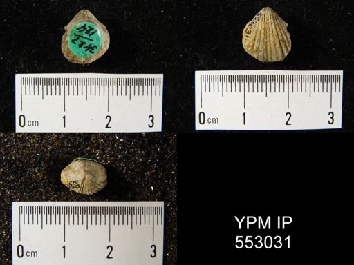 Retzia sp.