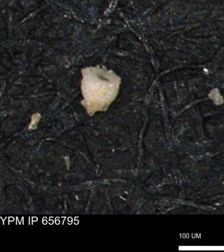 Clathrocyclas (Clathrocyclas) irrasa